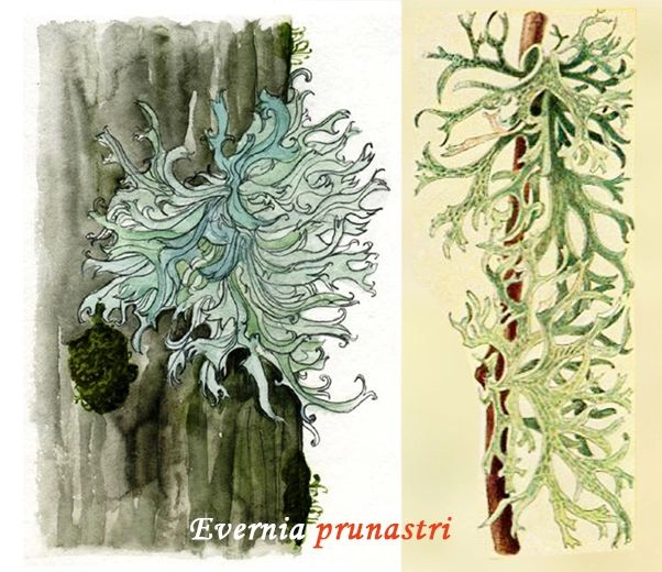 Botanica Muschio quercino