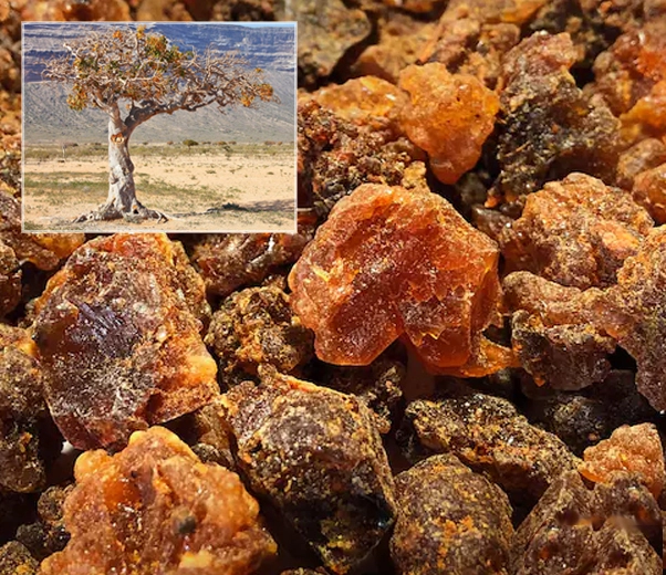 Myrrh resin