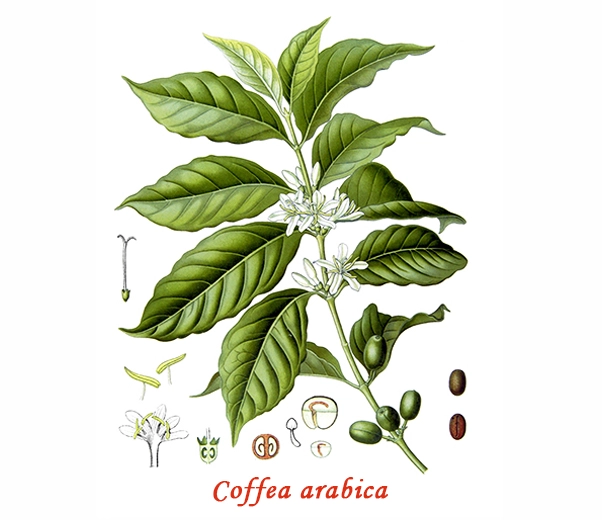 Botany Coffee