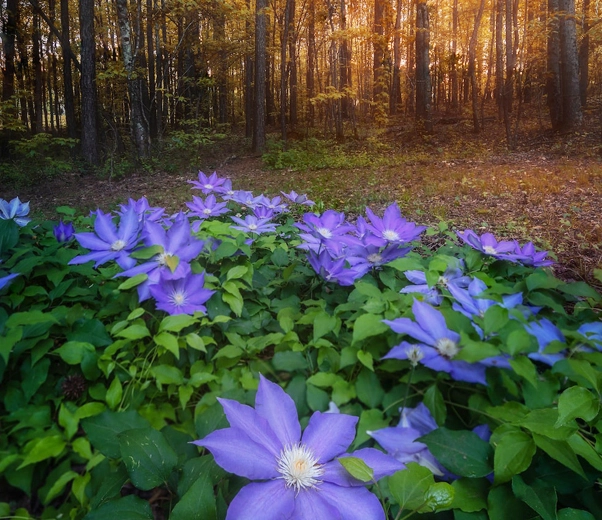 Undergrowth flowers