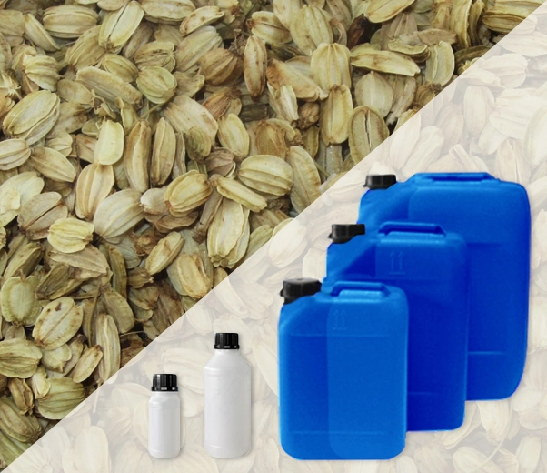 Industrial packaging of essential oils Angelica seeds