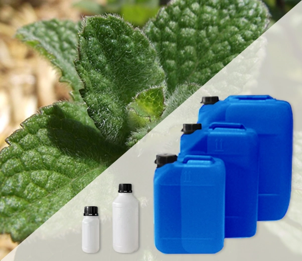 Industrial packaging of hairy mint essential oils