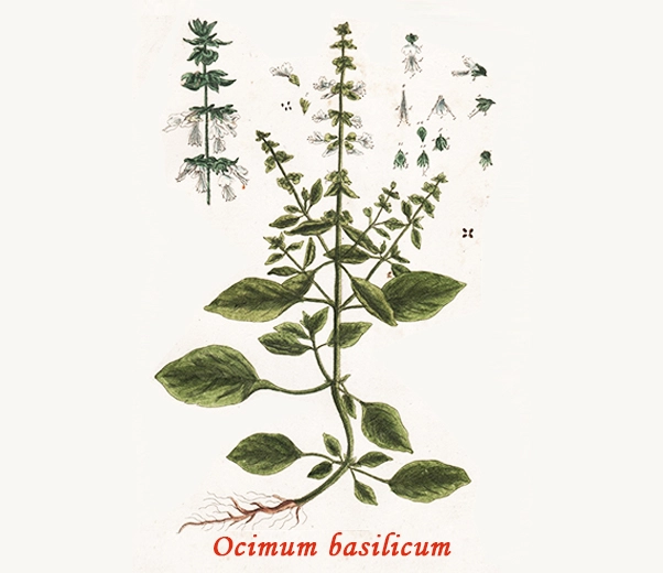 Basil Botany