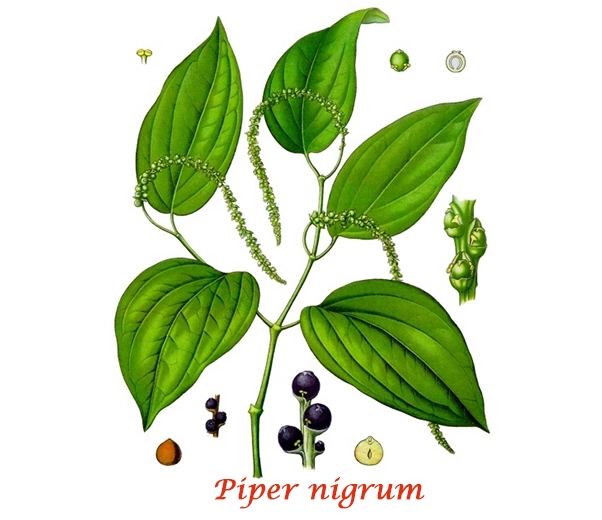 Botany Black Pepper