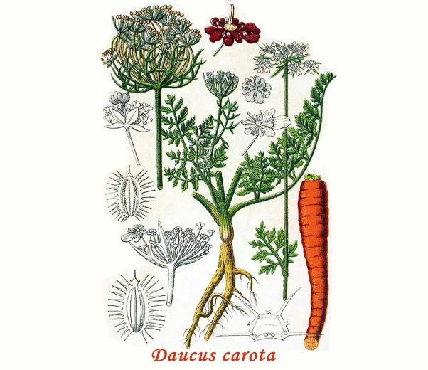 Carrot Botany