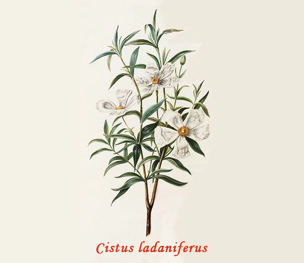 Cistus Botany