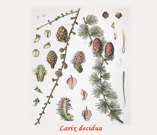 Larch Botany
