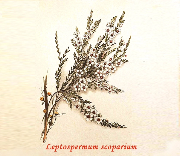 Manuka Botany
