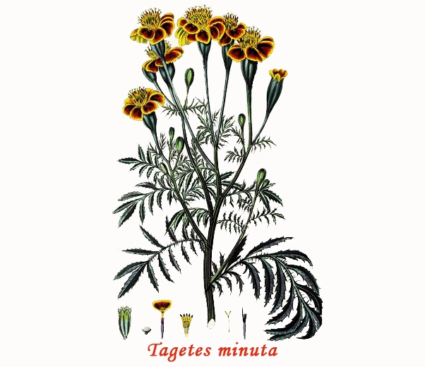 Tagetes Botany