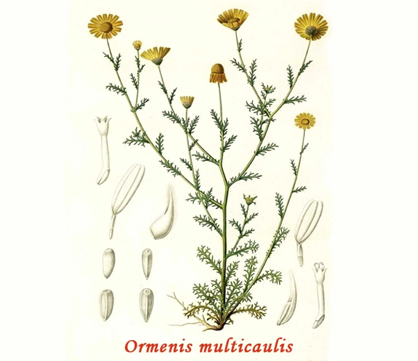 Moroccan Chamomile Botany