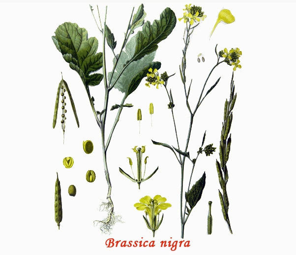 Mustard Botany