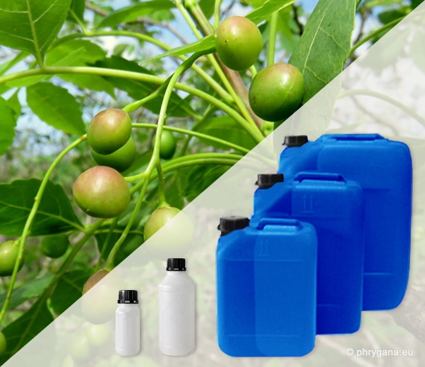 Industrial packaging of Palo Santo fruit essential oils