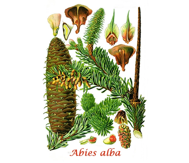 Botany Silver Fir