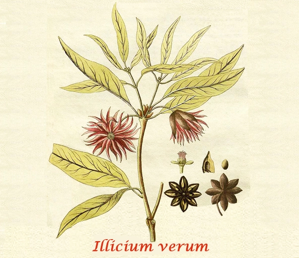 Botany Star Anise