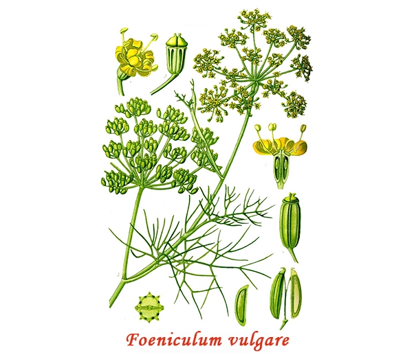Sweet Fennel Botany