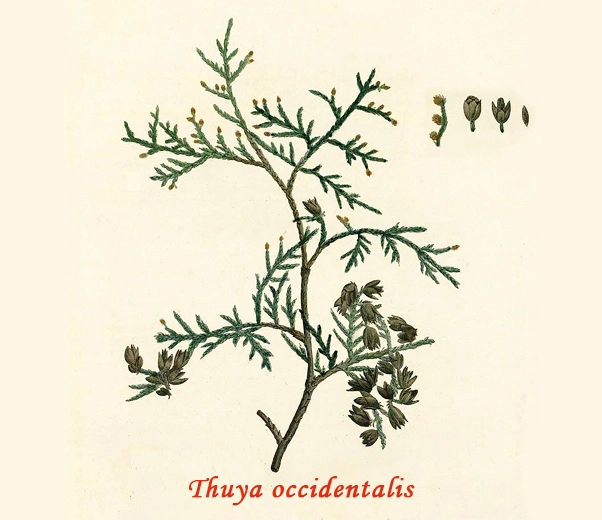 Thuja Botany