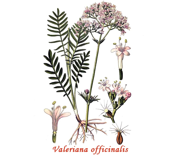 Valerian Botany