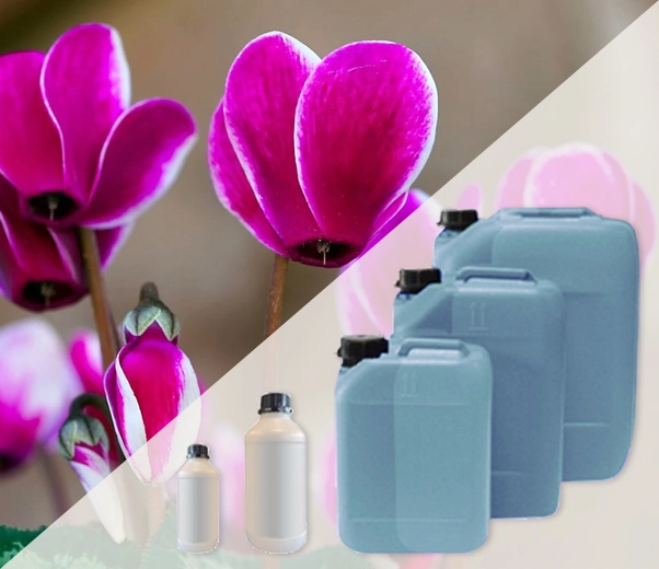 Raw materials - Fragrances - Cyclamen