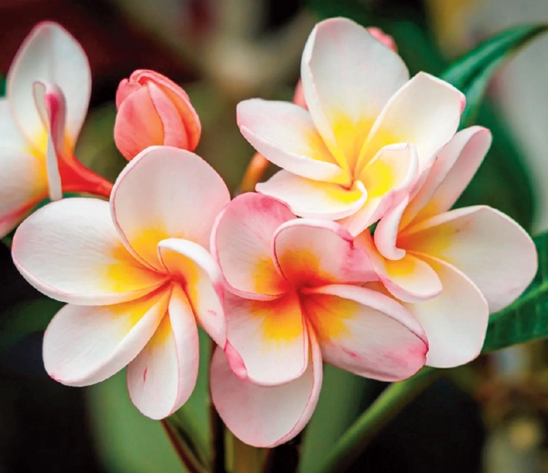 Frangipani flowers