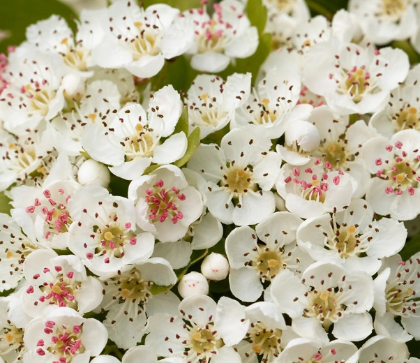 Hawthorn flowers