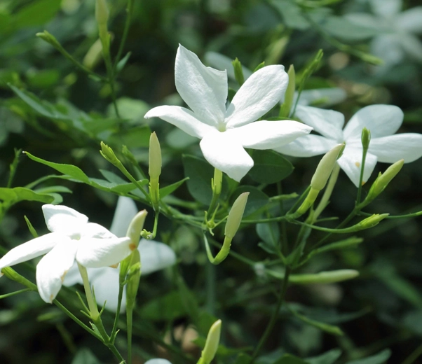 Jasmine