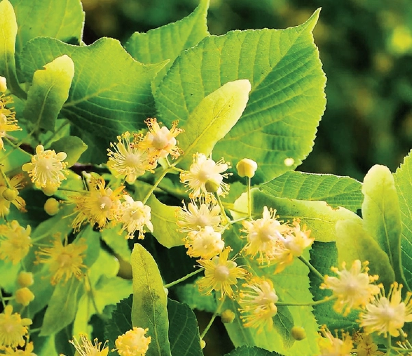 Linden tree in bloom