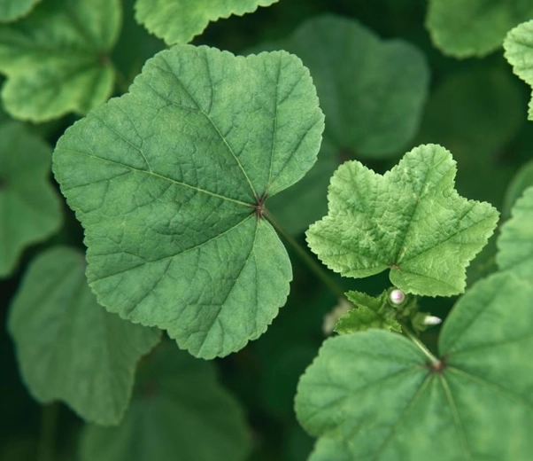 Mallow Leaves
