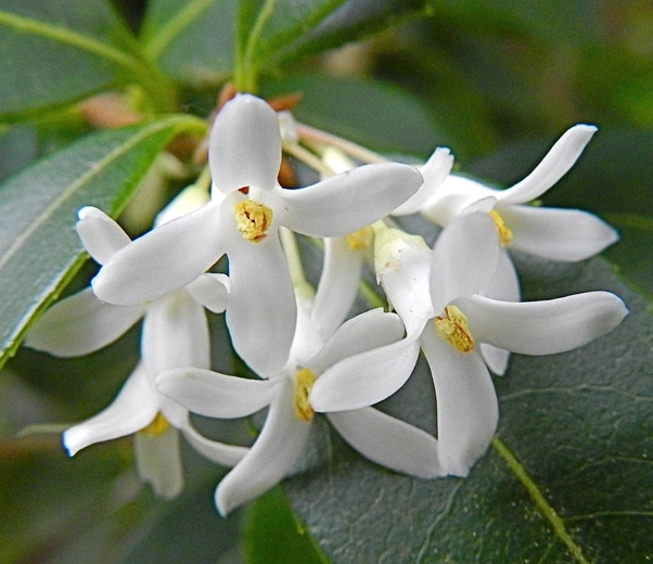 Osmanthus Flowers