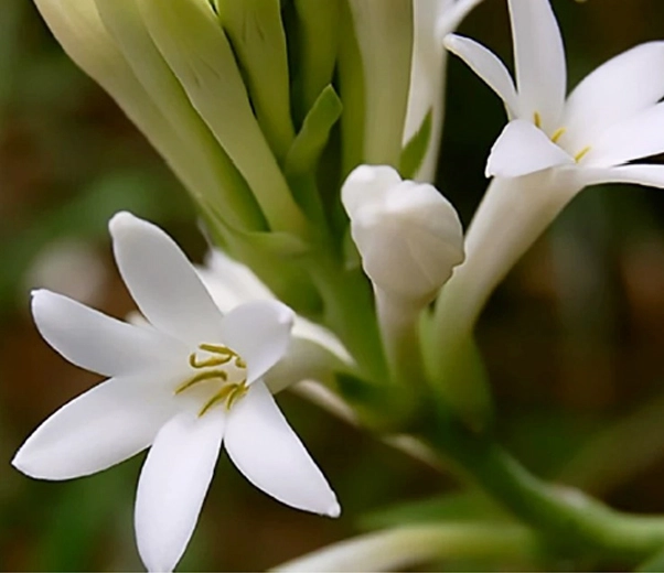 Tuberose flowers