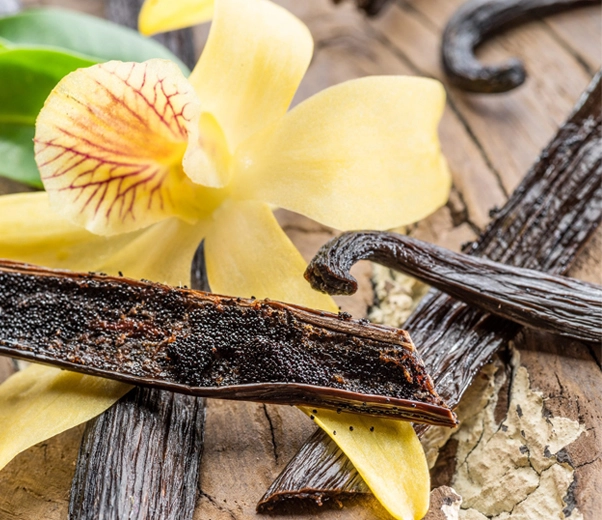 Vanilla flower and pods