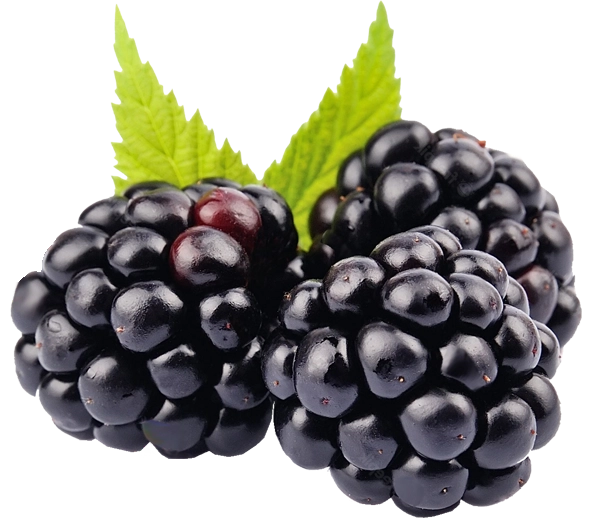 Blackberry ripe berries