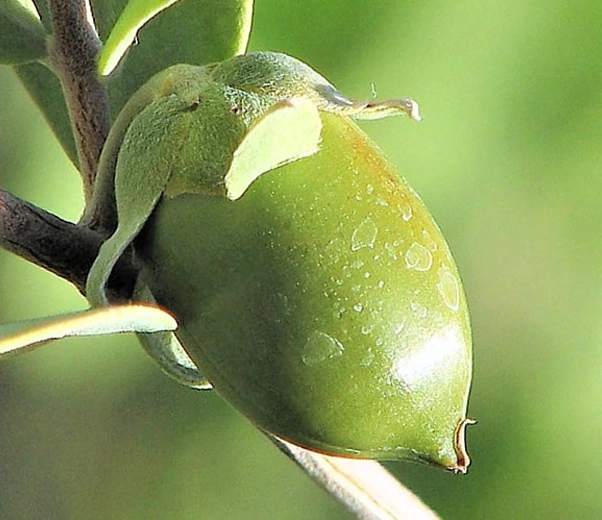 Jojoba Jojoba