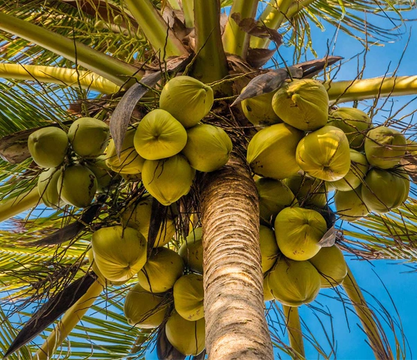 Coconut palm Coconut palm