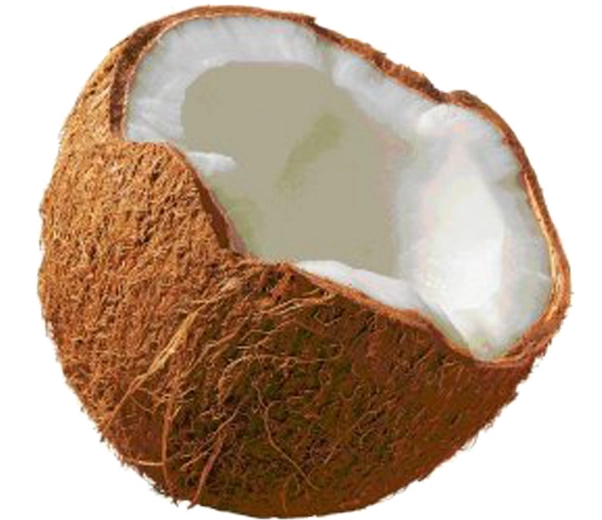 Coconut Coconut