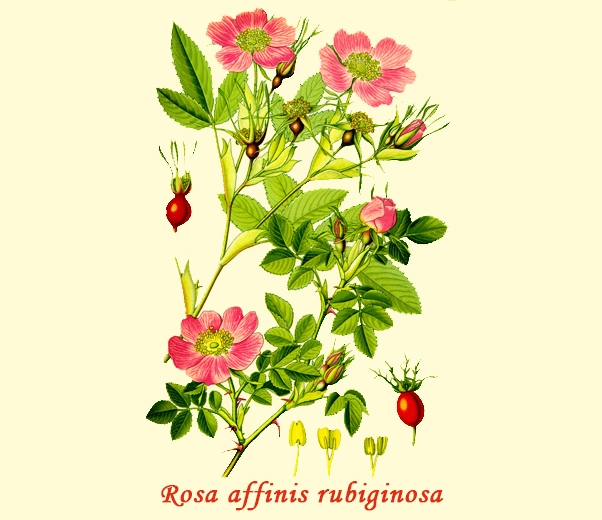 Botany Rosehip Botany Rosehip