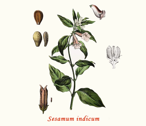Sesame Botany Sesame Botany