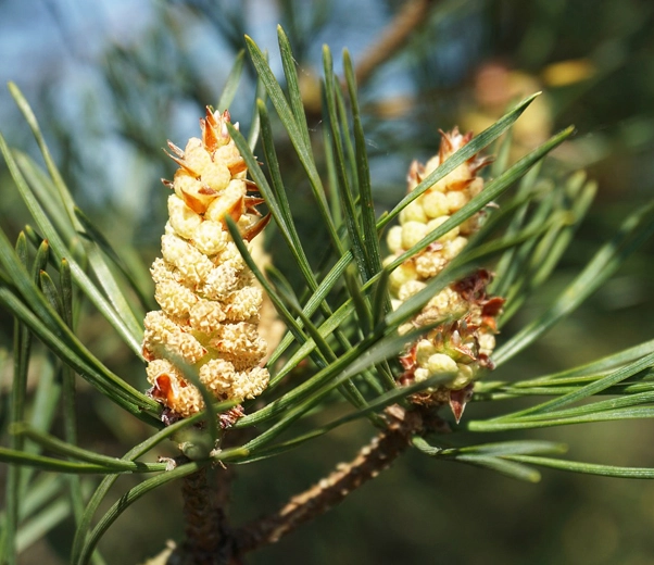 Scots pine
