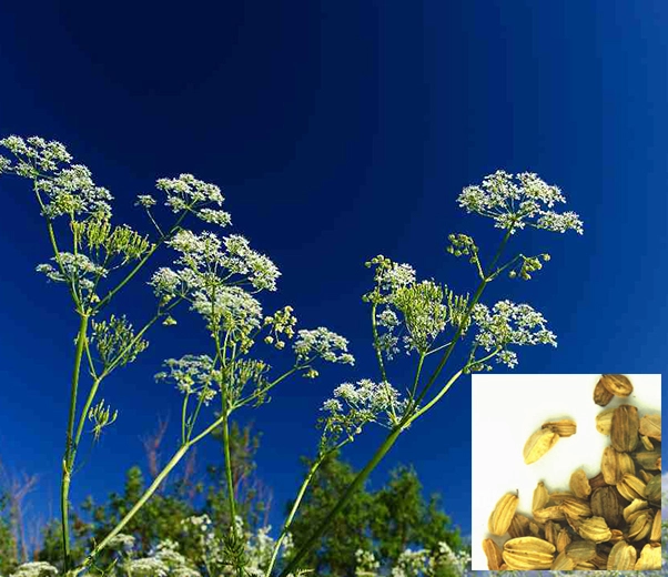 Angelica plant
