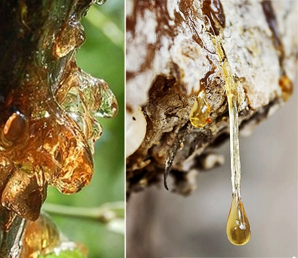 Balsam of Peru resin