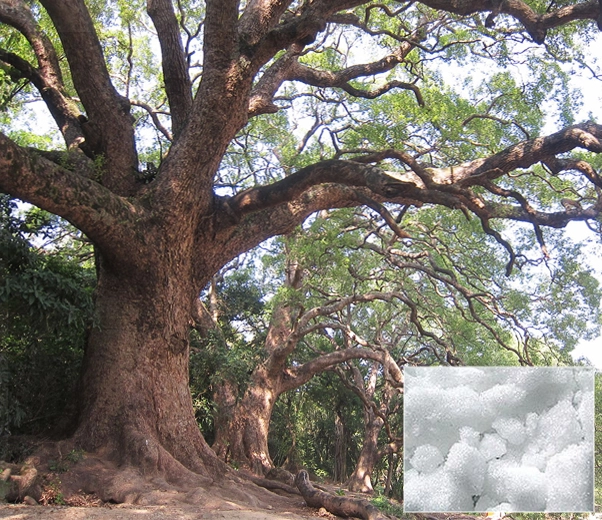 Camphor tree