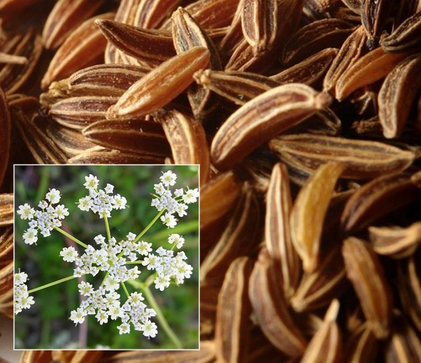 Caraway seeds
