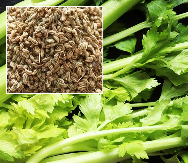 Celery leaves and seeds