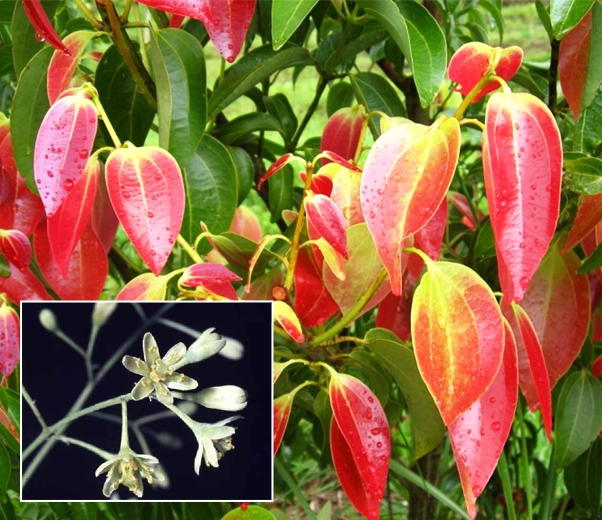 Cinnamon Leaves