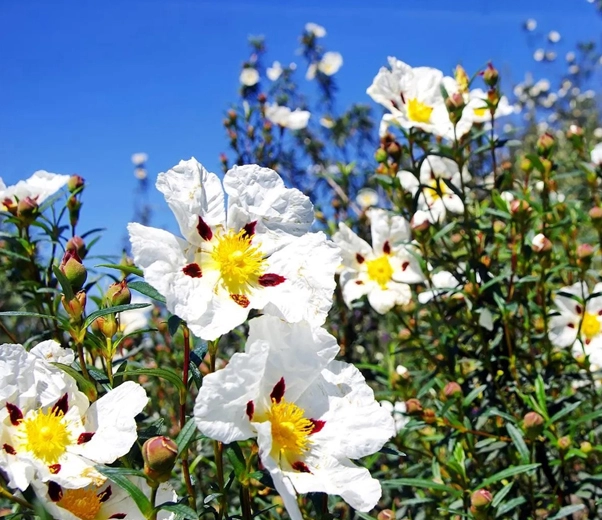 Cistus plant
