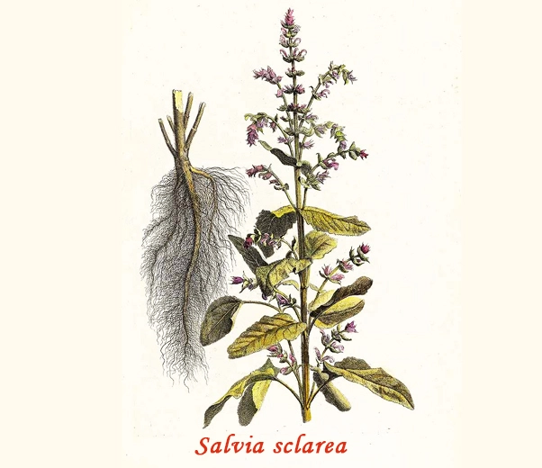 Botany Clary Sage