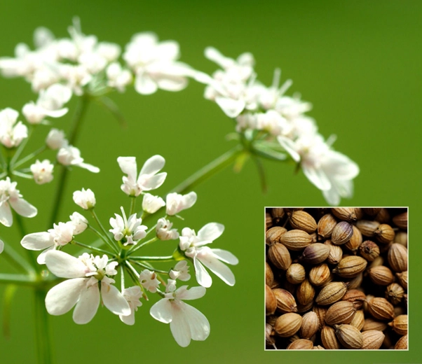 Coriander seeds and flowers