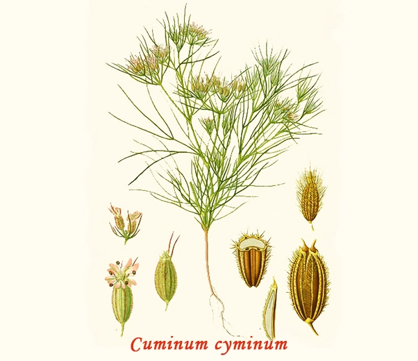 Botany Cumin