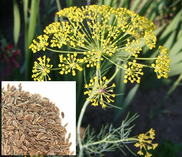Dill plant and seeds