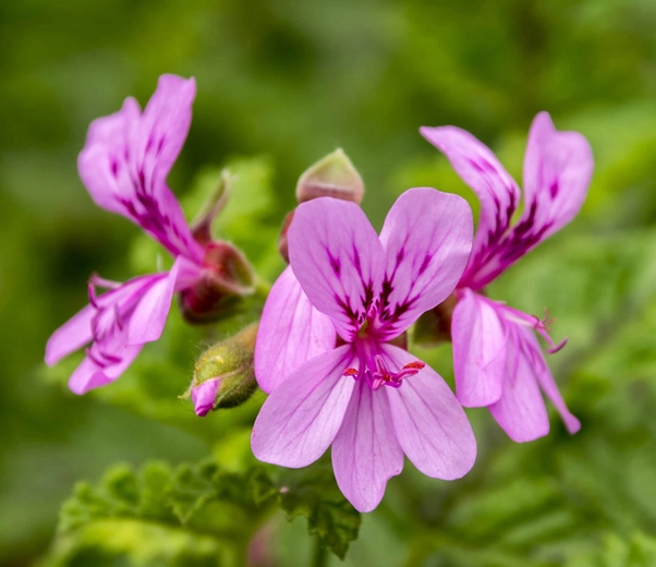 African geranium flower