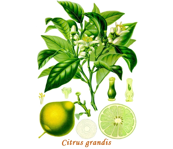 Grapefruit Botany
